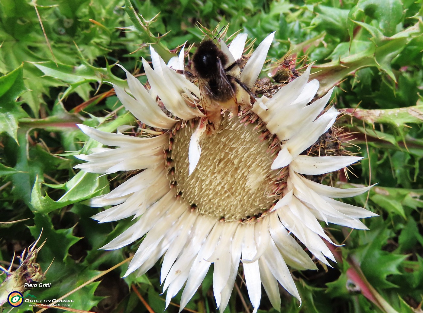 73 Carlina acaulis (Carlina bianca ) con ospite.JPG